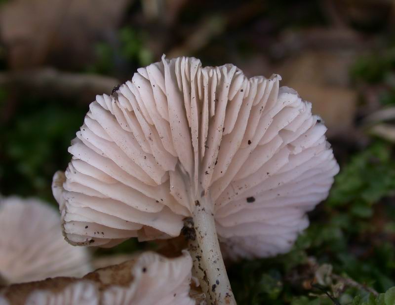 Escursione autunnale in Corsica - 3